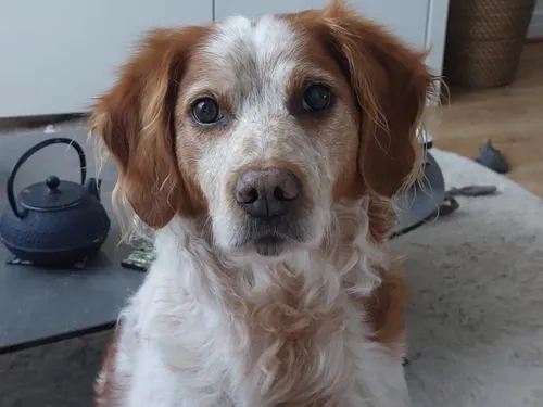 Le CIDFF du Cantal  fait de la médiation animale