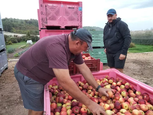 Le Tarn-et-Garonne toujours 1er producteur de pomme en France