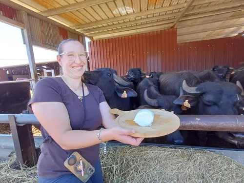 Insolite : une mozzarella de bufflonne made in Tarn-et-Garonne