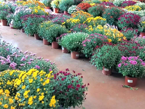 Cantal : les chrysanthèmes sauvés par le soleil