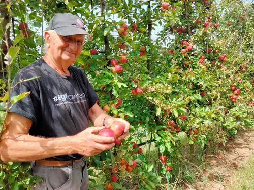 Récolte de pommes du Tarn-et-Garonne : il manque encore des bras