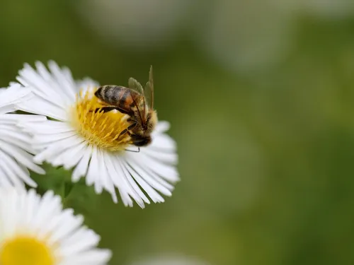 Un traitement auvergnat pour enrayer la mortalité des abeilles ?