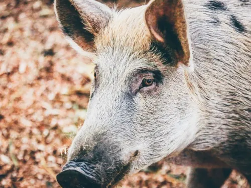 Faut-il s’inquiéter de la pullulation des sangliers ?