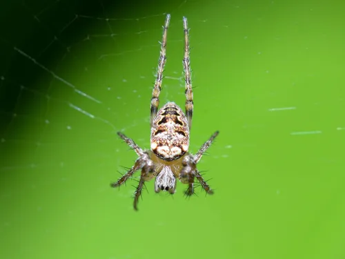Araignées menacées en Nouvelle-Aquitaine : 105 espèces en danger