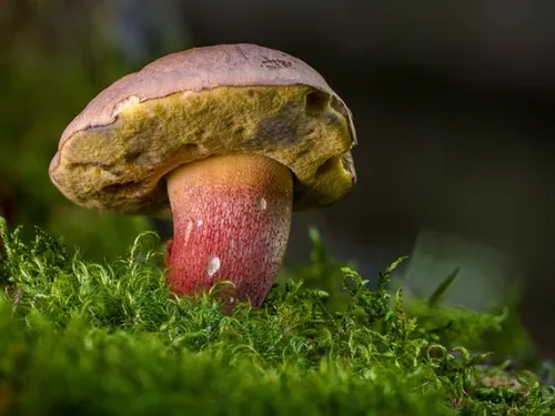 Une application pour trouver des champignons, sacrilège ou bonne...