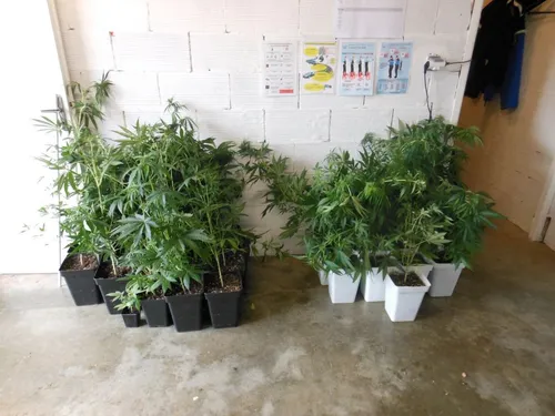 Des pieds de cannabis découverts chez un particulier
