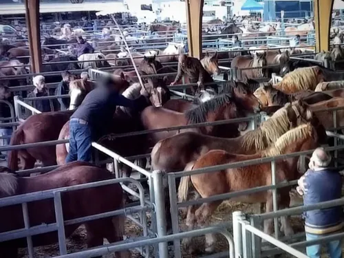 Maurs : l'enquête sur la foire aux chevaux classée sans suite