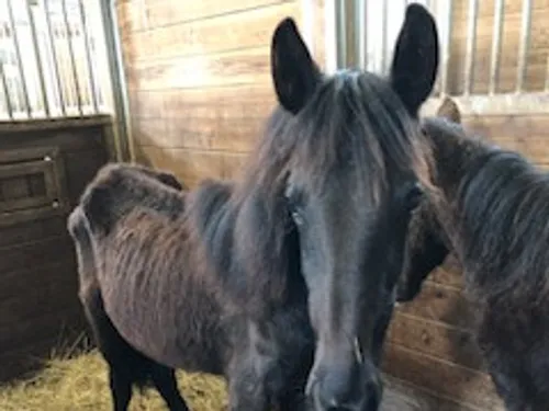 Des poulains dans un état inquiétant retirés d'un haras lotois