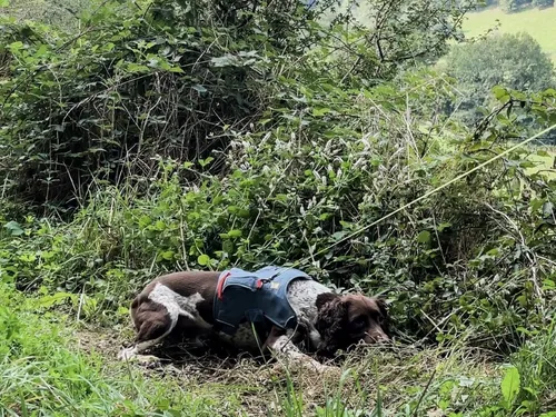 Des chiens pour détecter les fuites d'eau