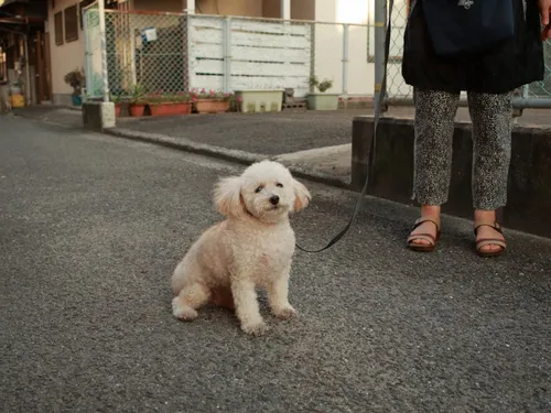 Aurillac déclare la guerre aux crottes de chien