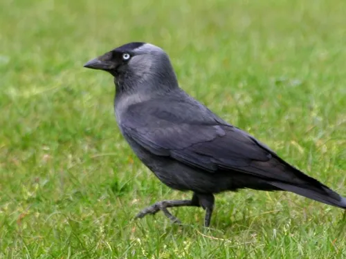 Millau : une nouvelle campagne d’effarouchement des choucas va débuter