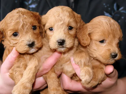 Tarn-et-Garonne : trois chiots périssent dans l'incendie d'un cabanon