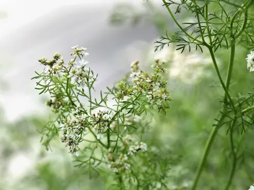 Coriandre bio : le préfet maintient des plafonds contestés, sauf...