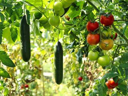 Le chef étoilé Hervé Busset se lance un nouveau défi 