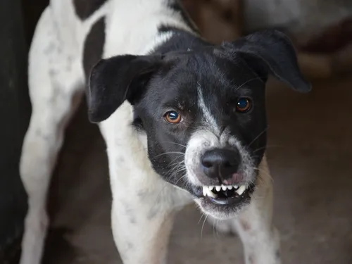 Un homme mordu par un chien le soir d'Halloween à...