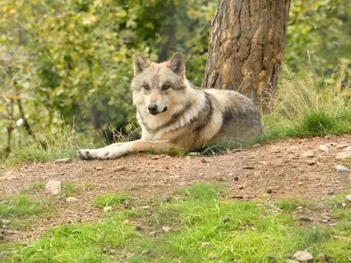 Deux syndicats agricoles s'invitent au parc des loups du Gévaudan