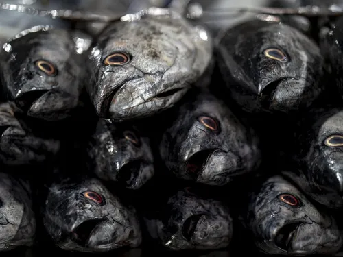 Aurillac : une pollution dans la Jordanne tue de nombreux poissons