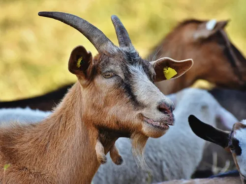 Du sapin de Noël pour les chèvres ? 