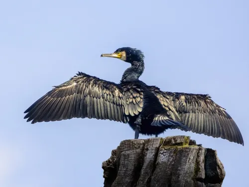 Faut-il abattre les grands cormorans pour protéger les poissons ? 