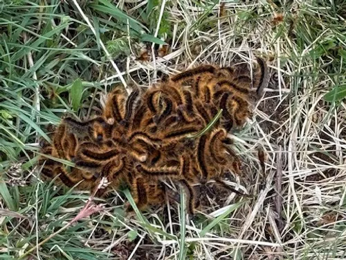 Attention aux chenilles processionnaires