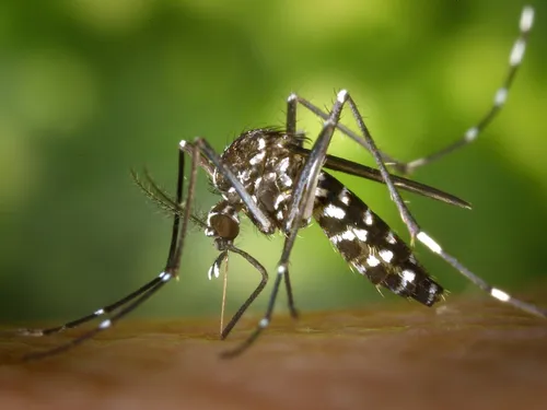 Des cas de dengue enregistrés dans le Cantal