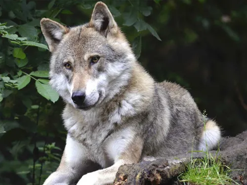 Les conditions de tir sur les loups vont évoluer