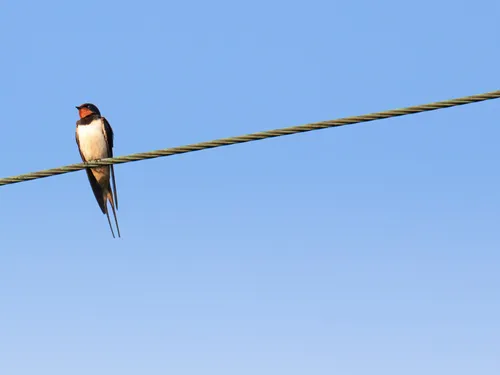 Canicule : la LPO alerte face aux oiseaux en détresse