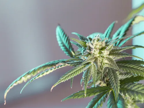 Une sexagénaire dénonce des vols de plantes dans son jardin. Ce...