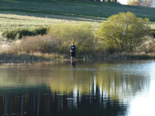 Les cyanobactéries s'installent dans la chair des poissons