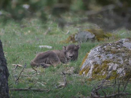 La Réserve des bisons d'Europe célébre ses heureux événements