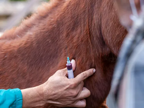 DNC : un vétérinaire pris pour cible dans le Cantal