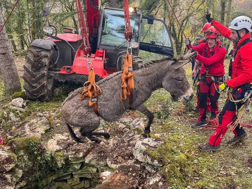 Un âne aveugle sauvé d'un puits par les pompiers du Lot