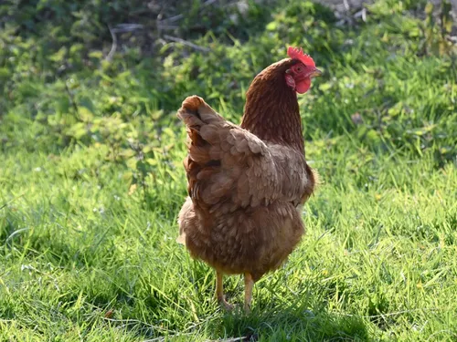 Villefranche-de-Rouergue : et si vous adoptiez une poule ?