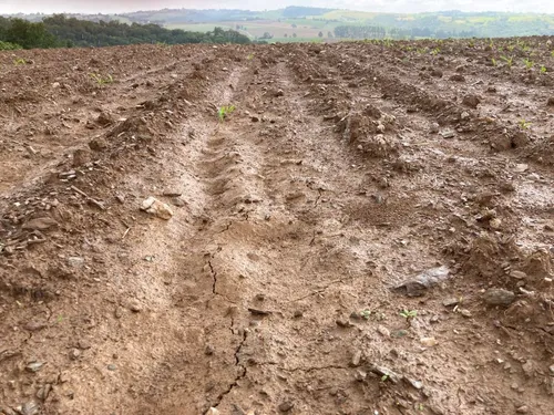Les sangliers dans le viseur des agriculteurs