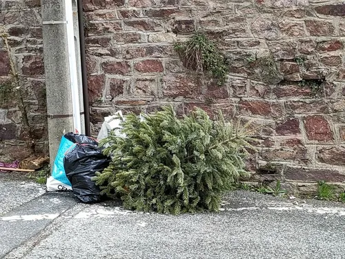 Albi : une seconde vie pour les sapins de Noël