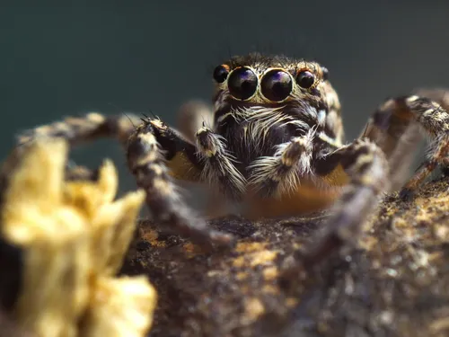 "Une toile d'araignée dans une maison ce n'est pas sale" : Raphaël...
