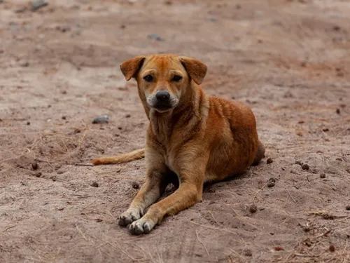 Abattage des chiens errants : le Préfet s'explique sur l'arrêté