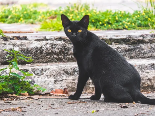 3 mois de prison avec sursis pour avoir tué le chat de son voisin
