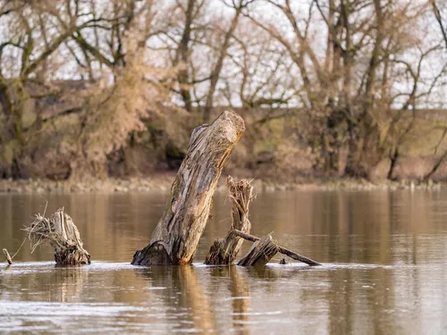 Eau : et si le bois mort aidait à lutter contre la sécheresse ?