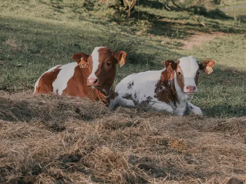 La ferrandaise, star du Salon de l'agriculture 2027