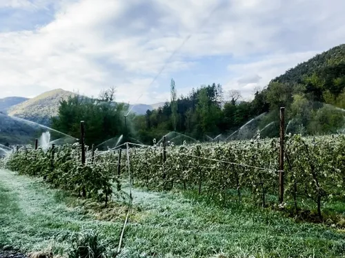 40 tonnes de fruits perdues à cause des gelées tardives dans le sud...