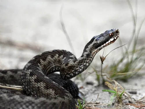 Une jeune femme mordue par un serpent en Lozère
