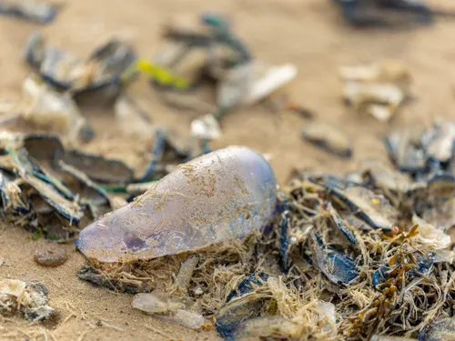 Les Sables-d’Olonne : baignade et sports nautiques interdits après...