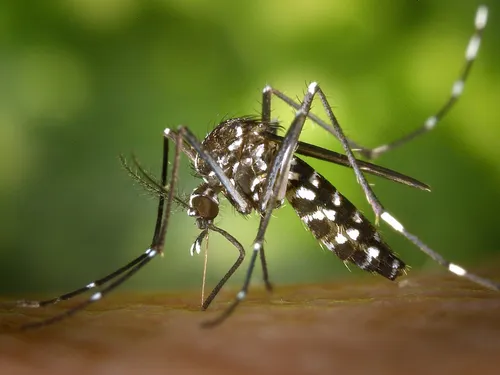 Chikungunya en France : une vingtaine de cas autochtones recensés...