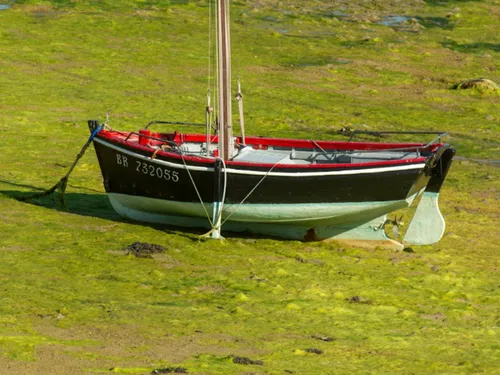 Algues vertes en Bretagne : l’État et la Région tancés par la Cour...
