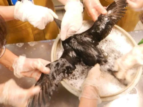 Vingt-six ans après, l’Erika refait surface : des oiseaux mazoutés...