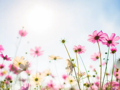 Le printemps reprend ses droits : place au renouveau !