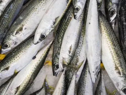 Maquereau : l’Union Européenne assouplit les quotas malgré l’alerte...