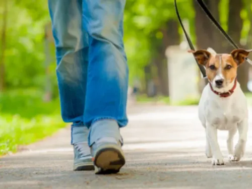 Garde d'animaux pour les vacances d'été : le grand casse-tête des...