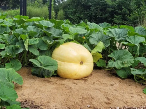 La Roche-sur-Yon : le Potager Extraordinaire se prépare au Concours...